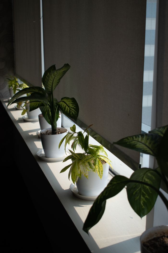 A row of potted plants on a sunlit windowsill with roller blinds creating a calming indoor decor.