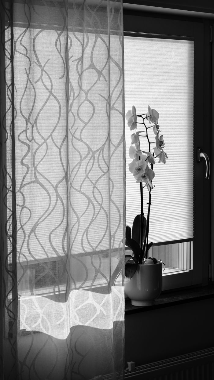 Black and white photo of an orchid on a windowsill, highlighting its elegant form.